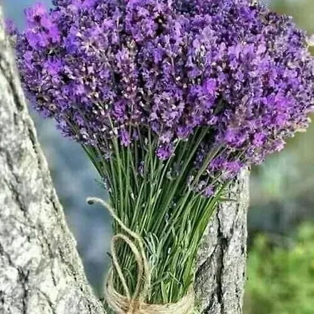 Alloggio in famiglia D'hotes Chaleureuse En Drome Provencale
